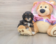 6 week old Poodle Puppy For Sale - Pilesgrove Pups