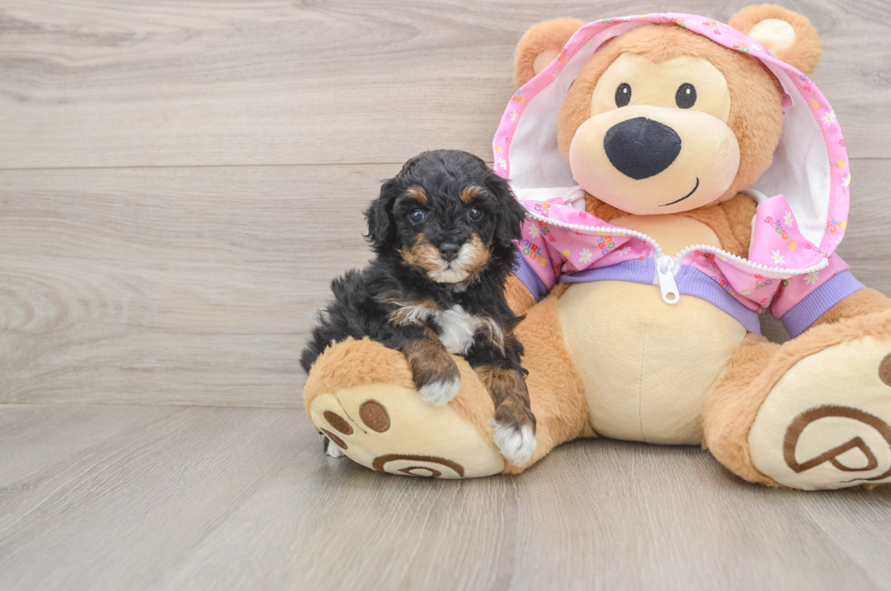 5 week old Poodle Puppy For Sale - Pilesgrove Pups