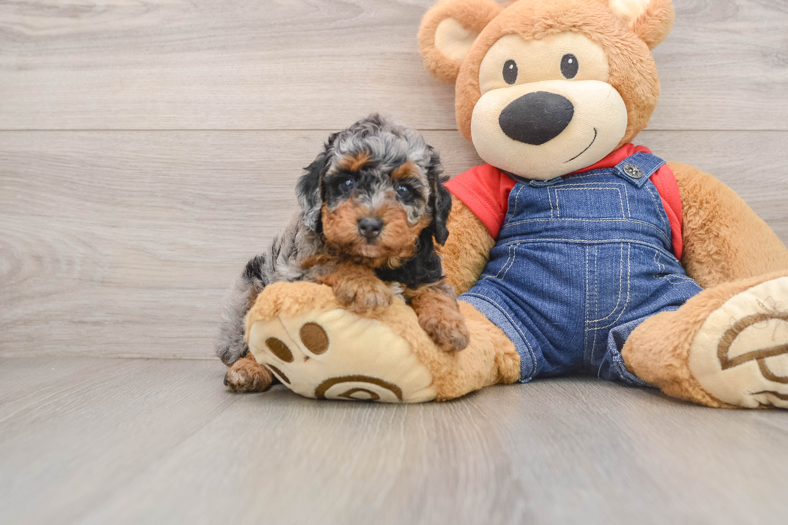 Poodle Puppy for Adoption