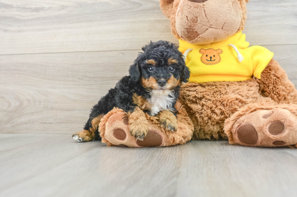 6 week old Poodle Puppy For Sale - Pilesgrove Pups