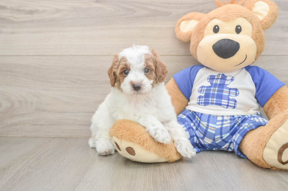 5 week old Poodle Puppy For Sale - Pilesgrove Pups