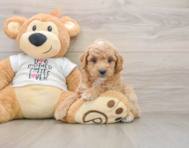 7 week old Poodle Puppy For Sale - Pilesgrove Pups
