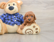7 week old Poodle Puppy For Sale - Pilesgrove Pups