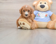 7 week old Poodle Puppy For Sale - Pilesgrove Pups