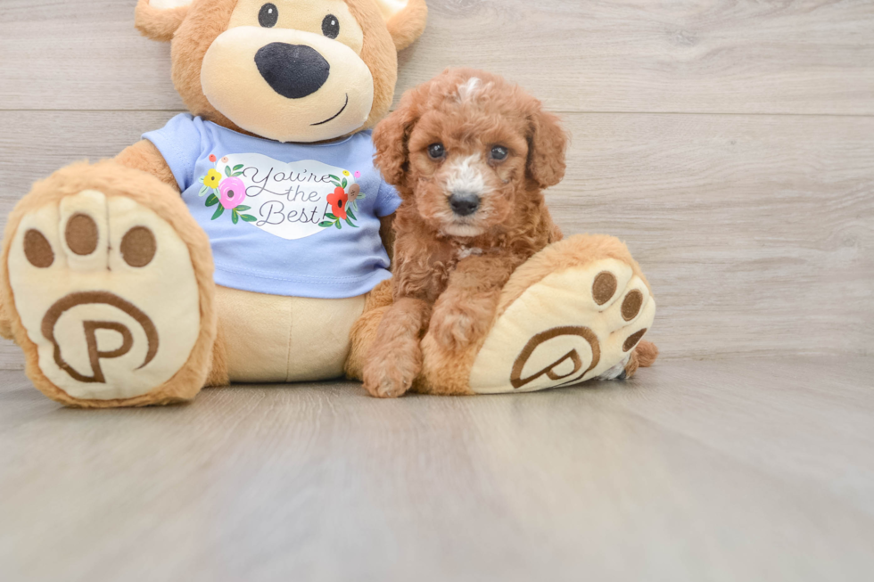 Poodle Pup Being Cute