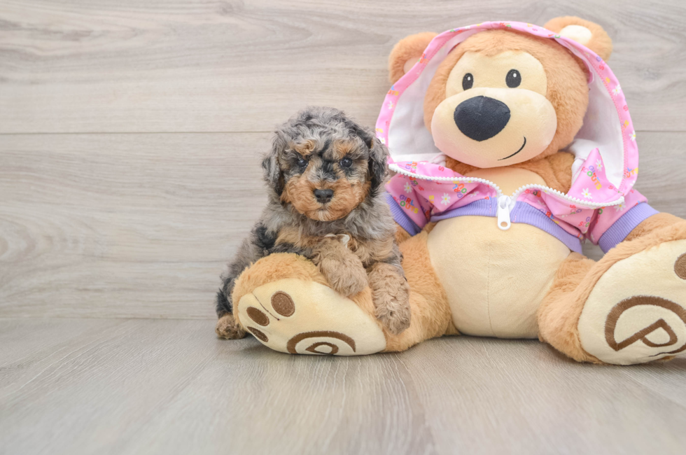 5 week old Poodle Puppy For Sale - Pilesgrove Pups