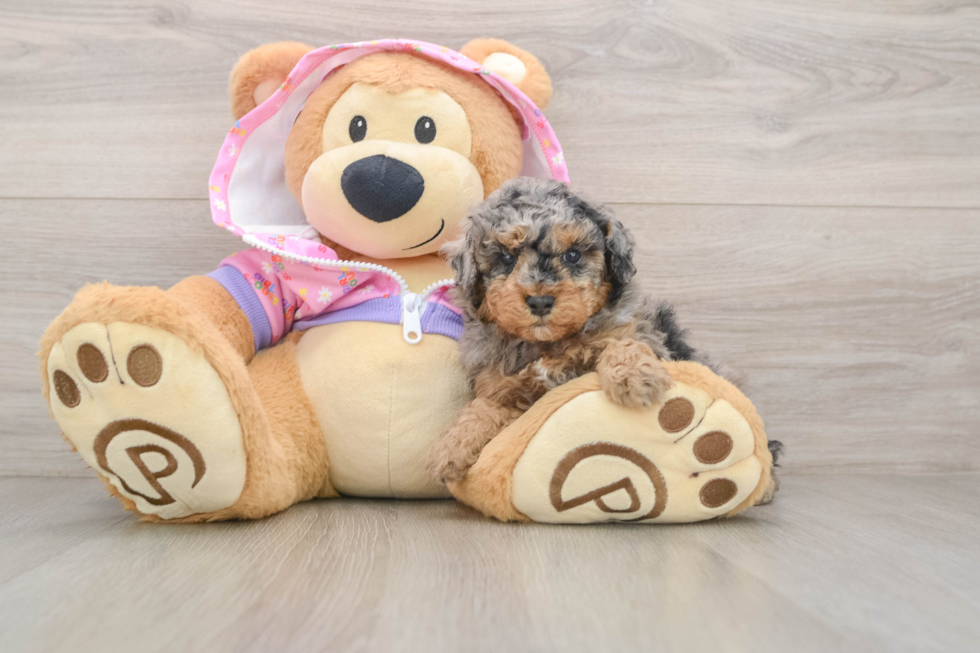 Energetic Toy Poodle Purebred Puppy