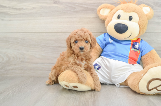 Akc Registered Poodle Baby