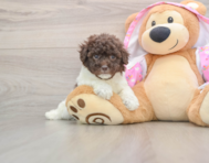 6 week old Poodle Puppy For Sale - Pilesgrove Pups