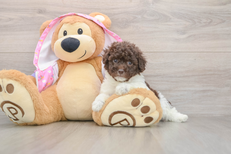 Poodle Puppy for Adoption