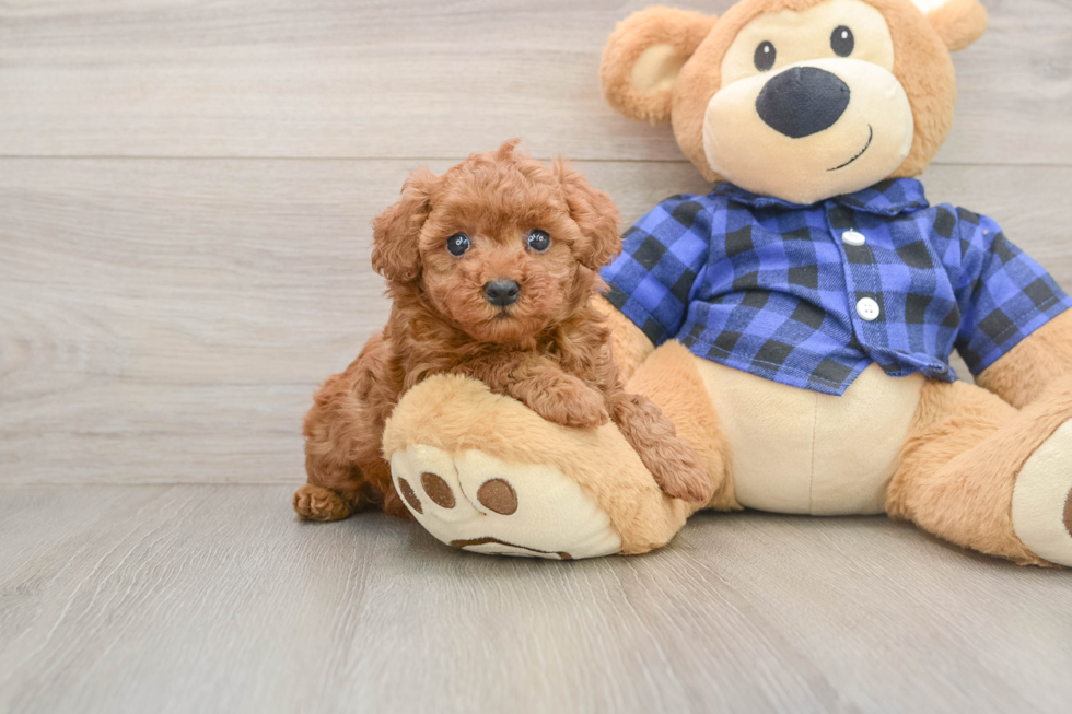 Funny Poodle Baby