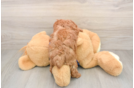 Best Poodle Baby
