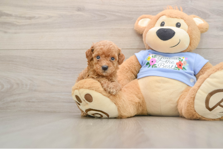 Poodle Puppy for Adoption