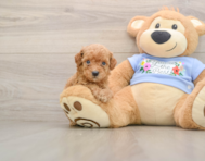 7 week old Poodle Puppy For Sale - Pilesgrove Pups