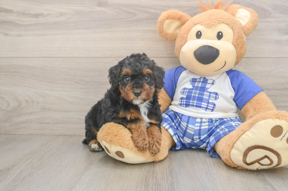 5 week old Poodle Puppy For Sale - Pilesgrove Pups