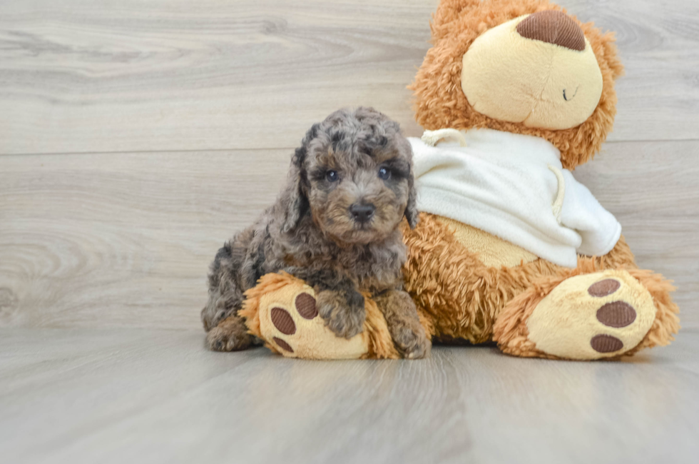 7 week old Poodle Puppy For Sale - Pilesgrove Pups