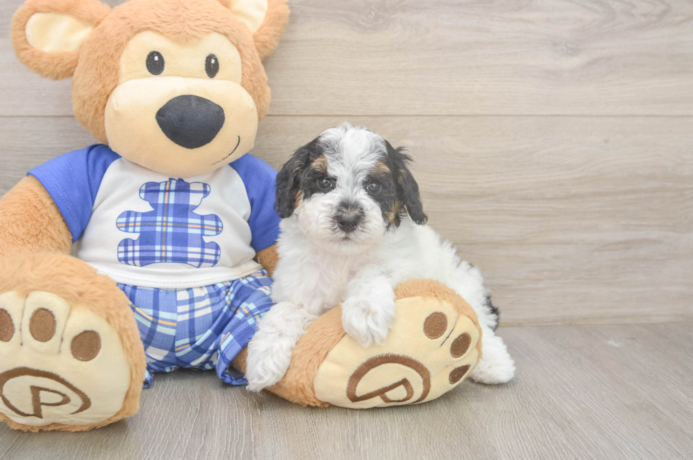 5 week old Poodle Puppy For Sale - Pilesgrove Pups