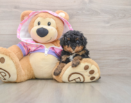 6 week old Poodle Puppy For Sale - Pilesgrove Pups