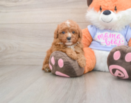 5 week old Poodle Puppy For Sale - Pilesgrove Pups