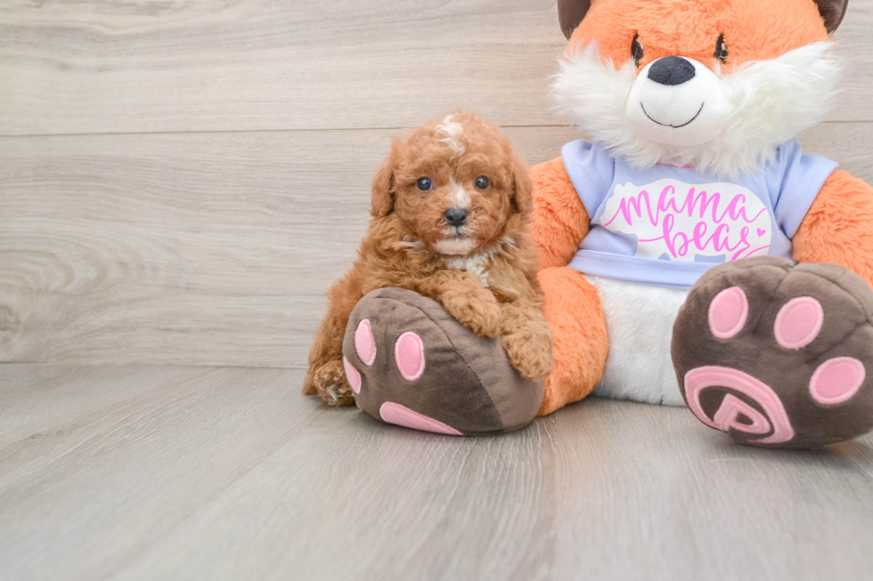 Poodle Puppy for Adoption