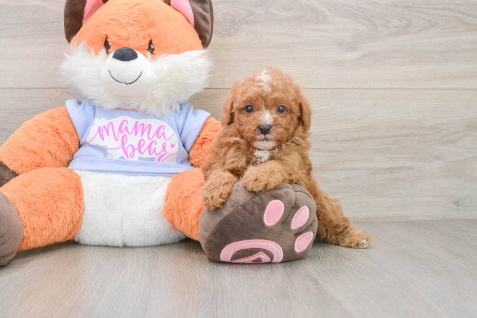 Cute Toy Poodle Purebred Puppy