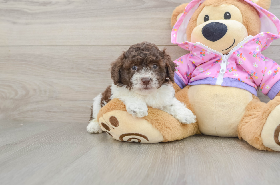 5 week old Poodle Puppy For Sale - Pilesgrove Pups