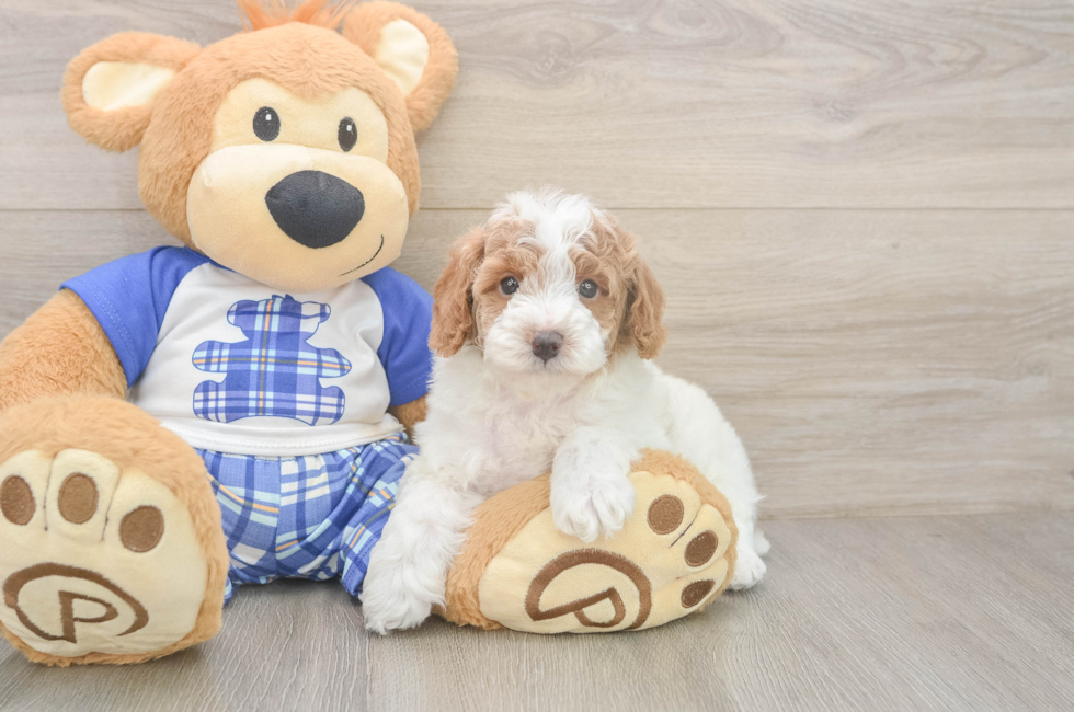 5 week old Poodle Puppy For Sale - Pilesgrove Pups