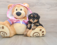 5 week old Poodle Puppy For Sale - Pilesgrove Pups