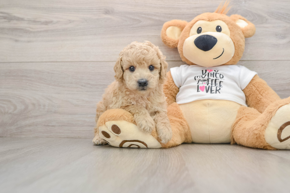 Popular Poodle Purebred Pup