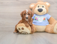 7 week old Poodle Puppy For Sale - Pilesgrove Pups