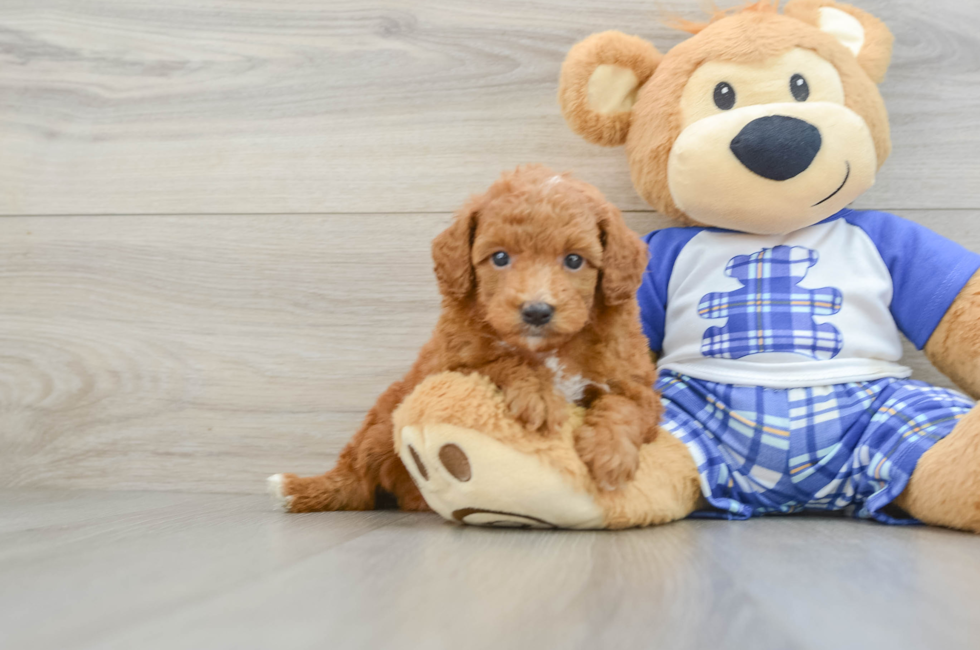 5 week old Poodle Puppy For Sale - Pilesgrove Pups