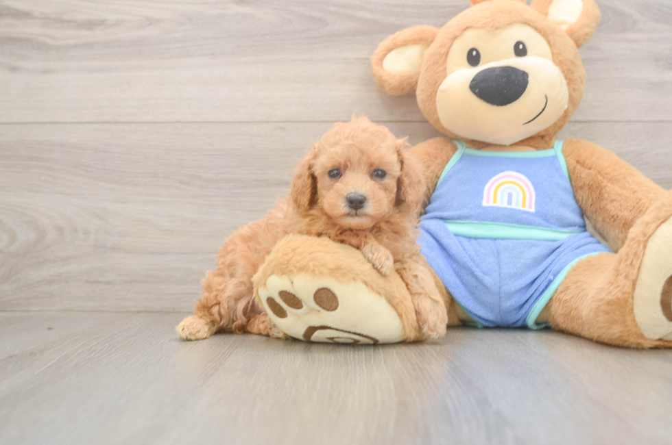5 week old Poodle Puppy For Sale - Pilesgrove Pups