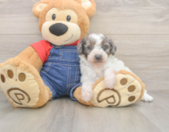 7 week old Poodle Puppy For Sale - Pilesgrove Pups