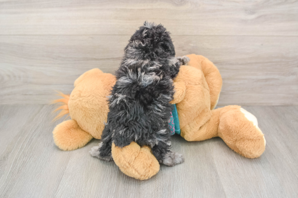 Small Poodle Baby