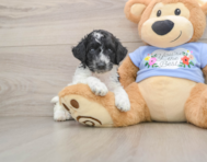 6 week old Poodle Puppy For Sale - Pilesgrove Pups