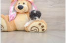Poodle Pup Being Cute