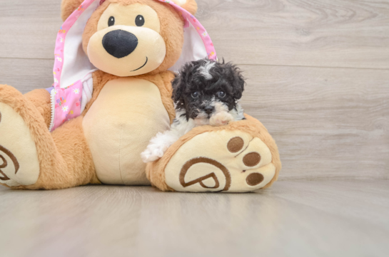 Poodle Pup Being Cute