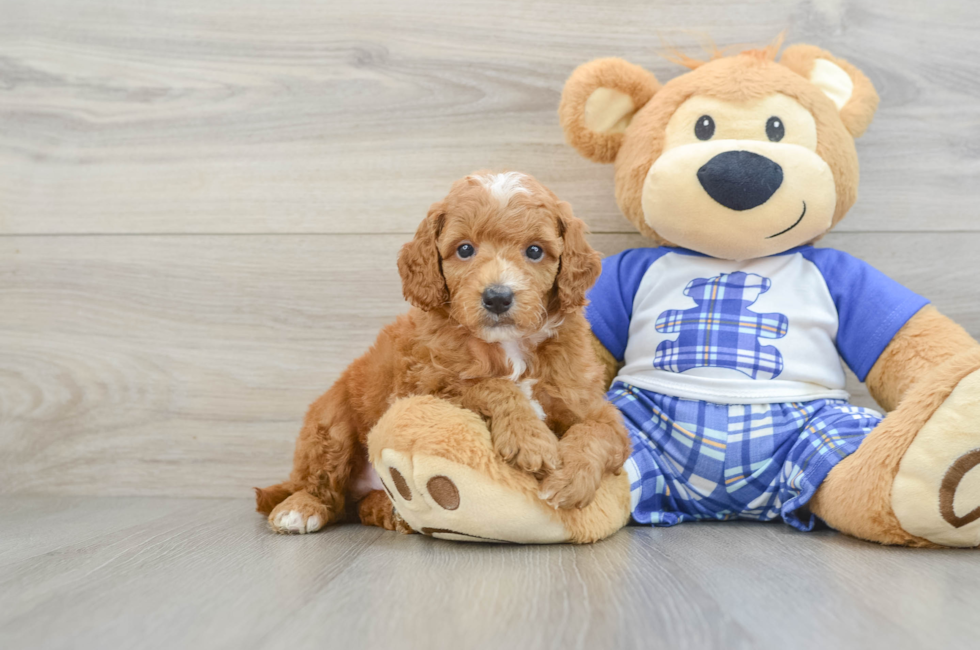 5 week old Poodle Puppy For Sale - Pilesgrove Pups