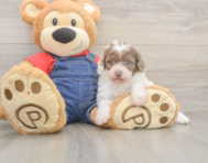 7 week old Poodle Puppy For Sale - Pilesgrove Pups