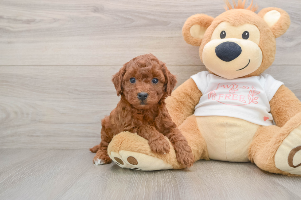 Cute Pudel Purebred Puppy