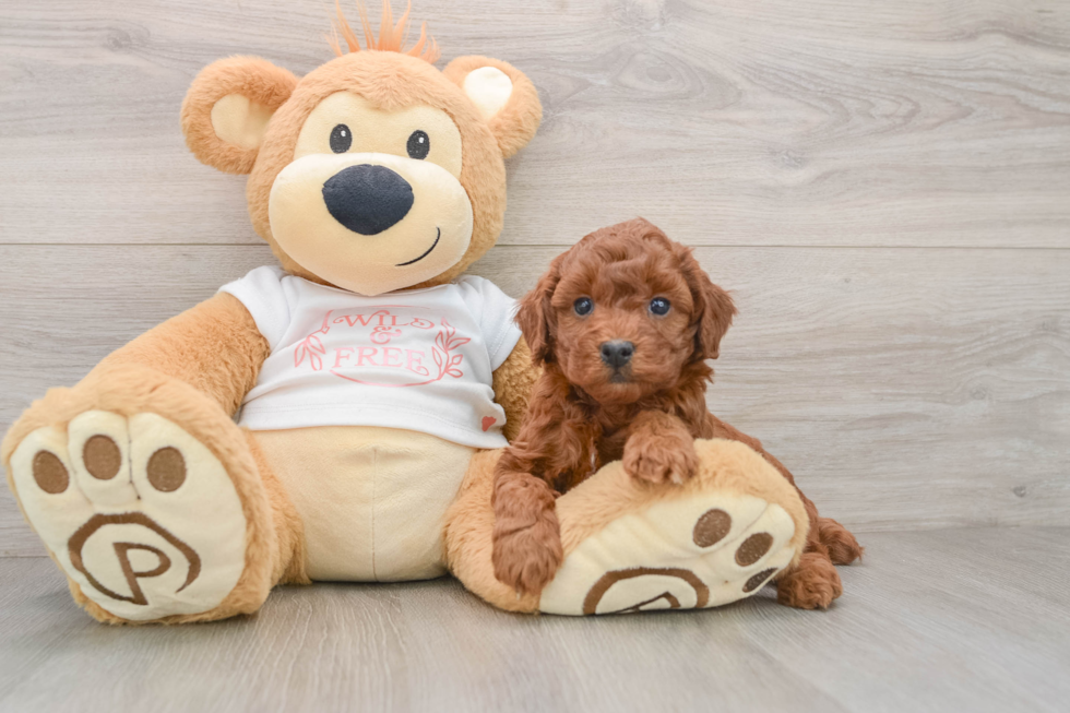 Playful Poodle Purebred Pup