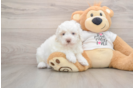 Popular Poodle Baby