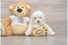 Best Poodle Baby