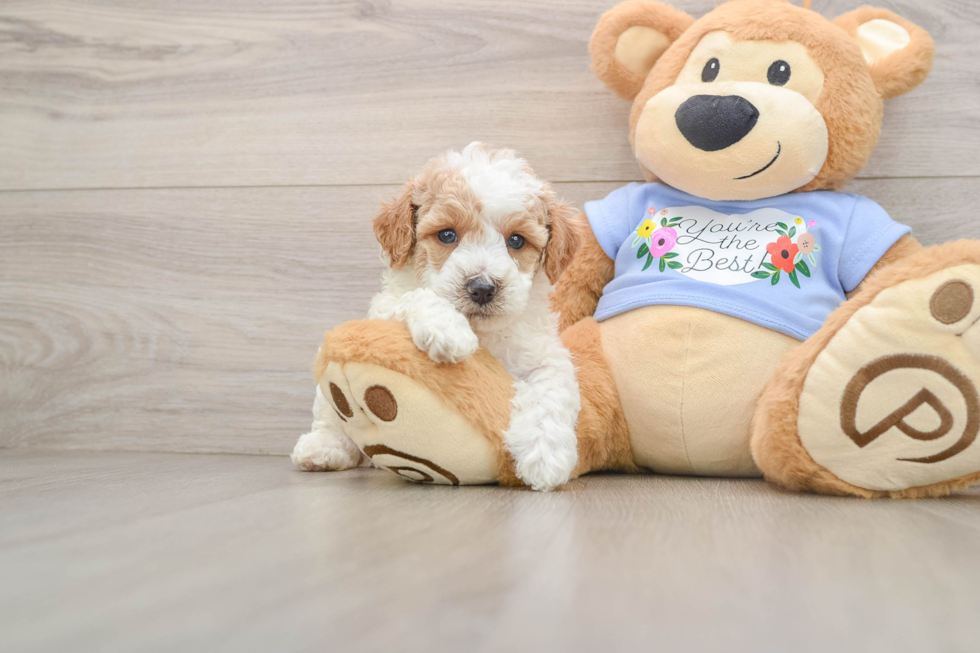 Poodle Puppy for Adoption