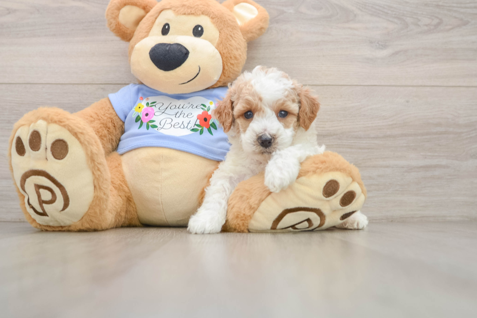 Playful Poodle Baby