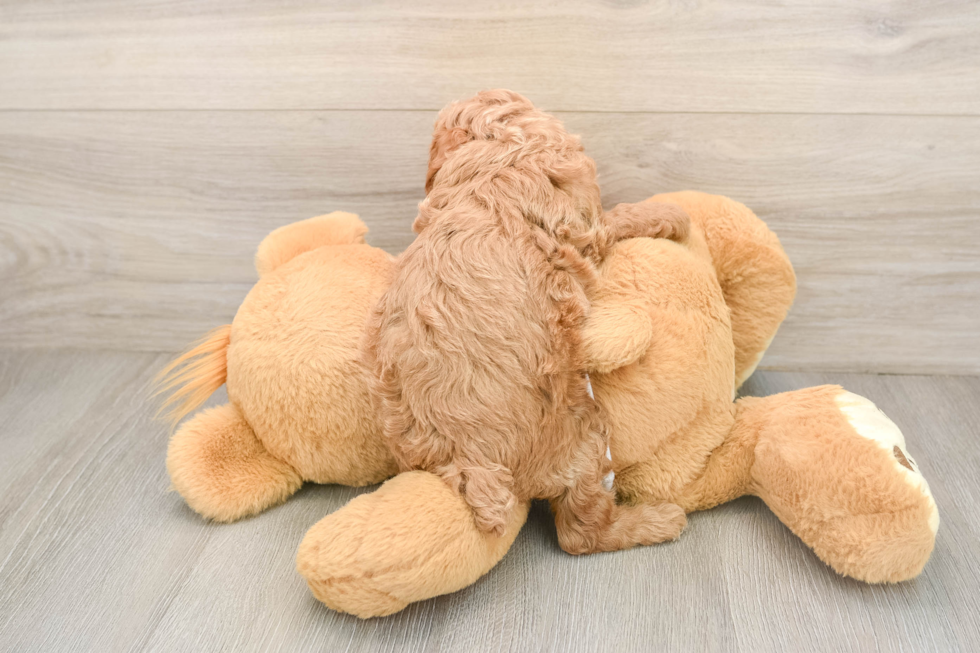 Poodle Pup Being Cute