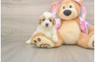 Best Poodle Baby