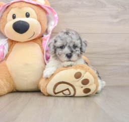 7 week old Poodle Puppy For Sale - Pilesgrove Pups