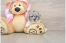 Poodle Puppy for Adoption