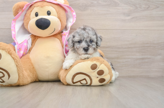 Poodle Puppy for Adoption